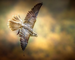 platz-003-roland-hank