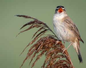 platz-005-peter-ernszt