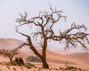 platz-008-peter-reder