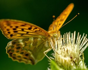 platz-009-gerhard-wolf