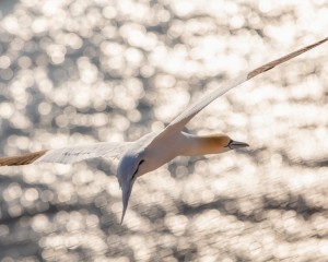 platz-009-roland-hank