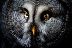 2018-06 - interner Contest Tiere