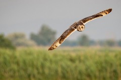2019-09 - Contest Vögel