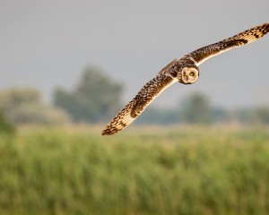 Platz-001-Peter-Ernszt