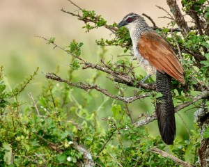 Platz-002-Gerd-Mueller