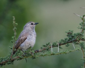 Platz-003-Gerd-Mueller