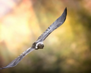 Platz-006-Roland-Hank