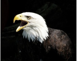 Platz-006-Siegfried-Bruckmeier