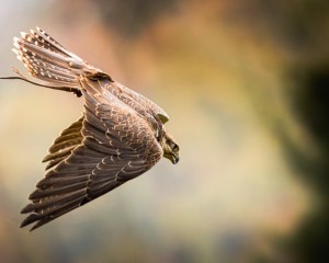 Platz-009-Roland-Hank