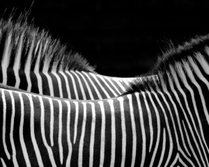 37_Gerhard Hein - Zebras