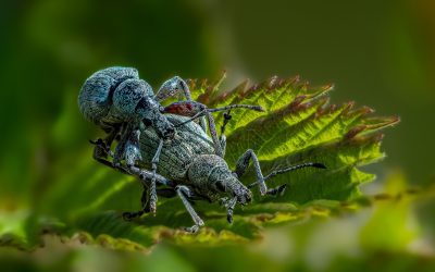 2025-07 – Insekten und Spinnen