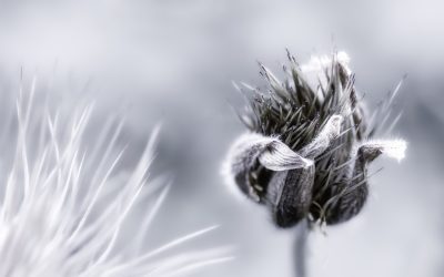 2025-10 – Blumen und Blüten