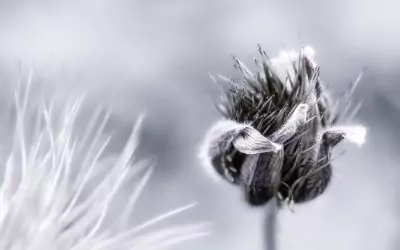 2025-10 – Blumen und Blüten