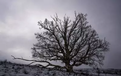 2025-09 – alte – tote Bäume